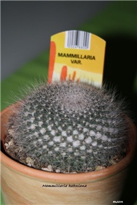 38ea6e39-IMG_3911 Mammillaria hahniana.jpg